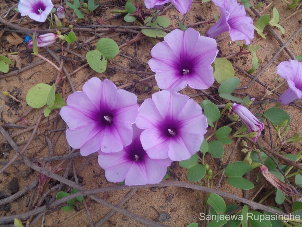 Ipomoea pes-caprae (L.) R.Br.